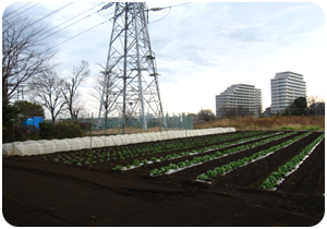 露地野菜